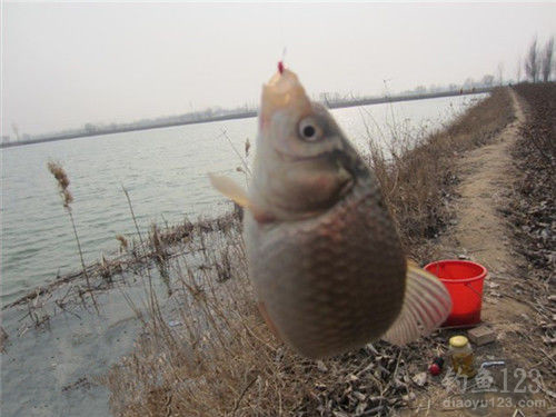 釣鯽魚