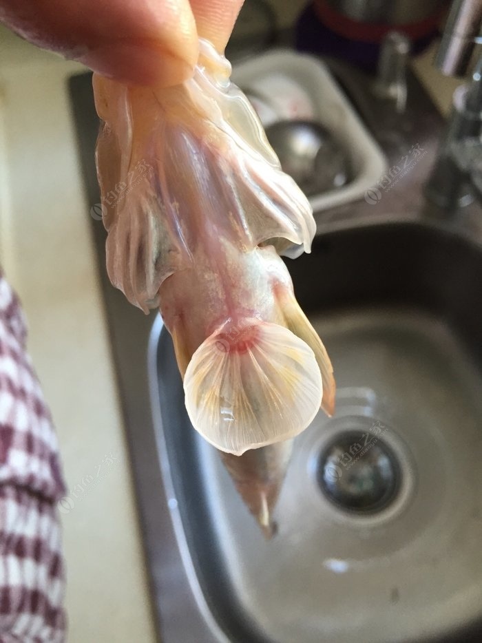 拟矛尾虾虎鱼图片