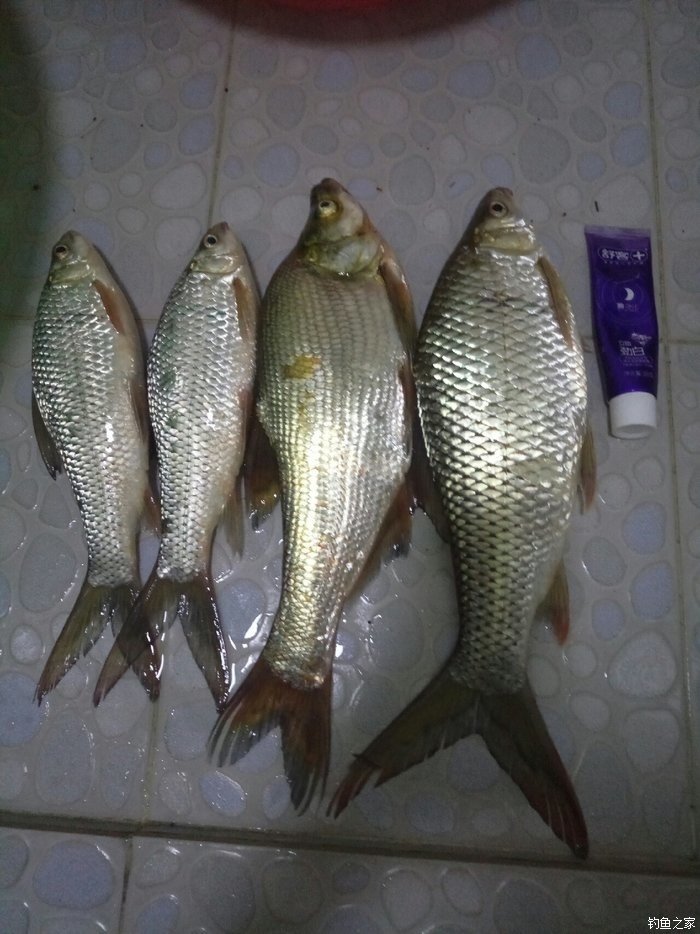 今日狂拉大土鯪 自制餌料釣鯪魚