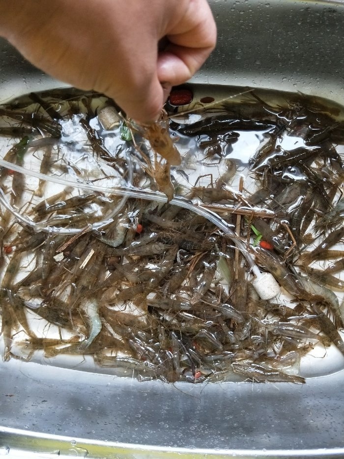 纯野生河鲜→草虾一百一斤