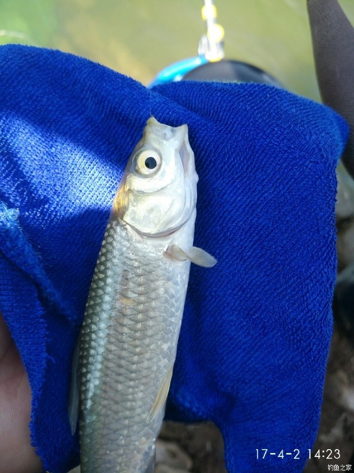 天氣不錯,爽拉白條. 老鬼餌料釣馬口魚