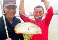 野釣中巨鯉 垂釣漁獲總重破40