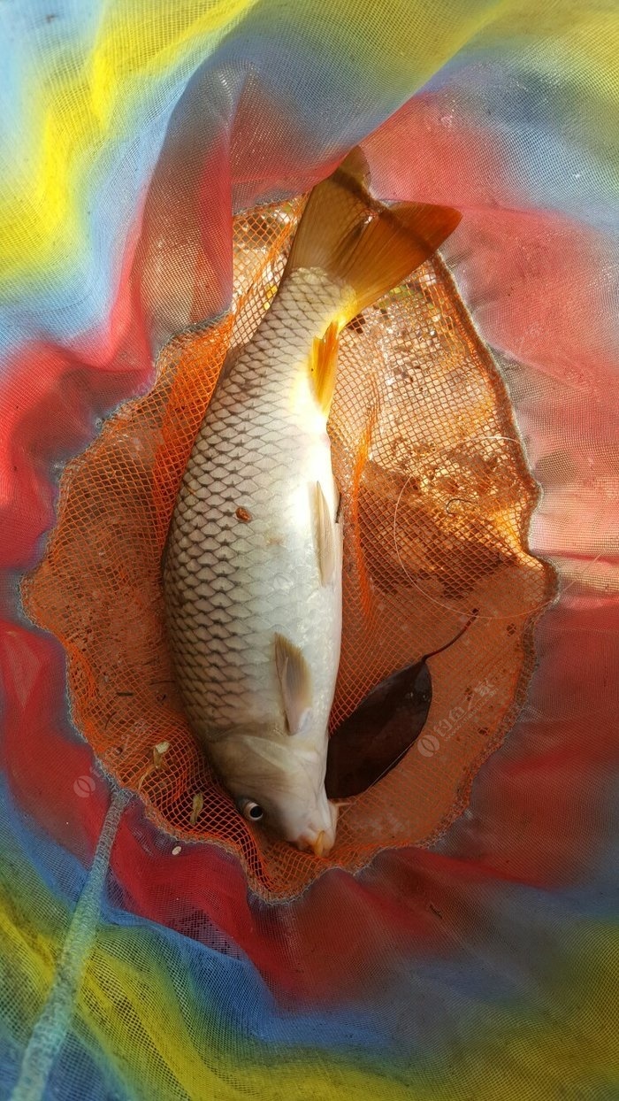 纯野生的黄金鲤鱼,顺带一条小青鱼