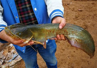 春季江河钓鱼需要了解的5技巧