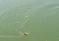 野钓鲤鱼的诱饵窝料制作方法