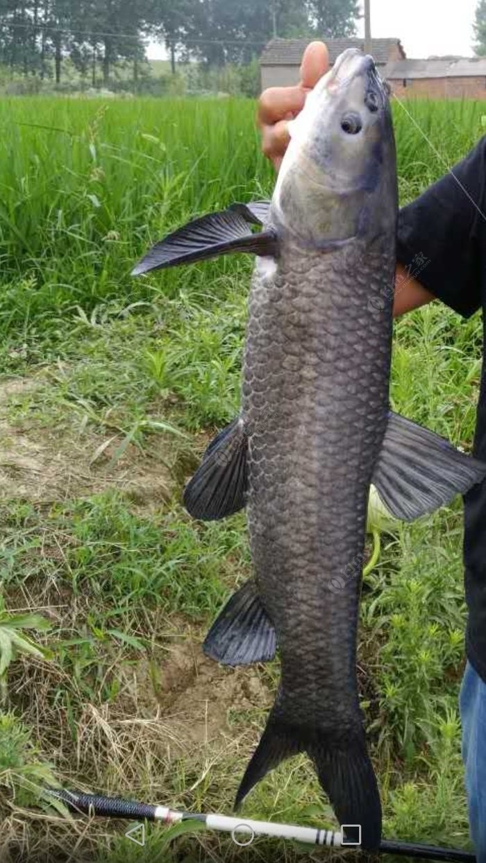 在芜湖漳河钓野生青鱼