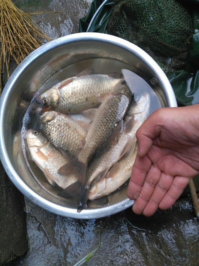 傳統釣塔山水庫魚獲可以 - 釣魚之家