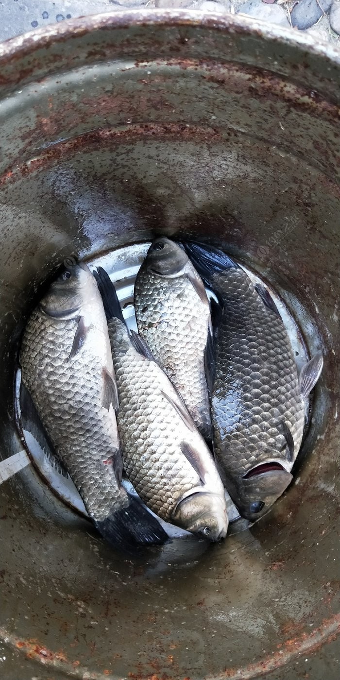 夜钓大板鲫,骚理切了线