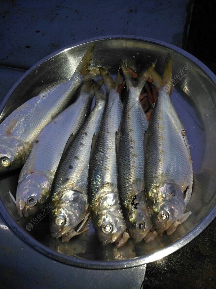 广东河鱼品种图片