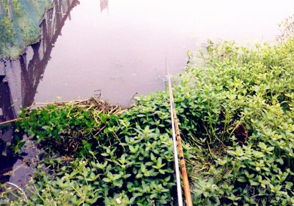 春季钓鱼