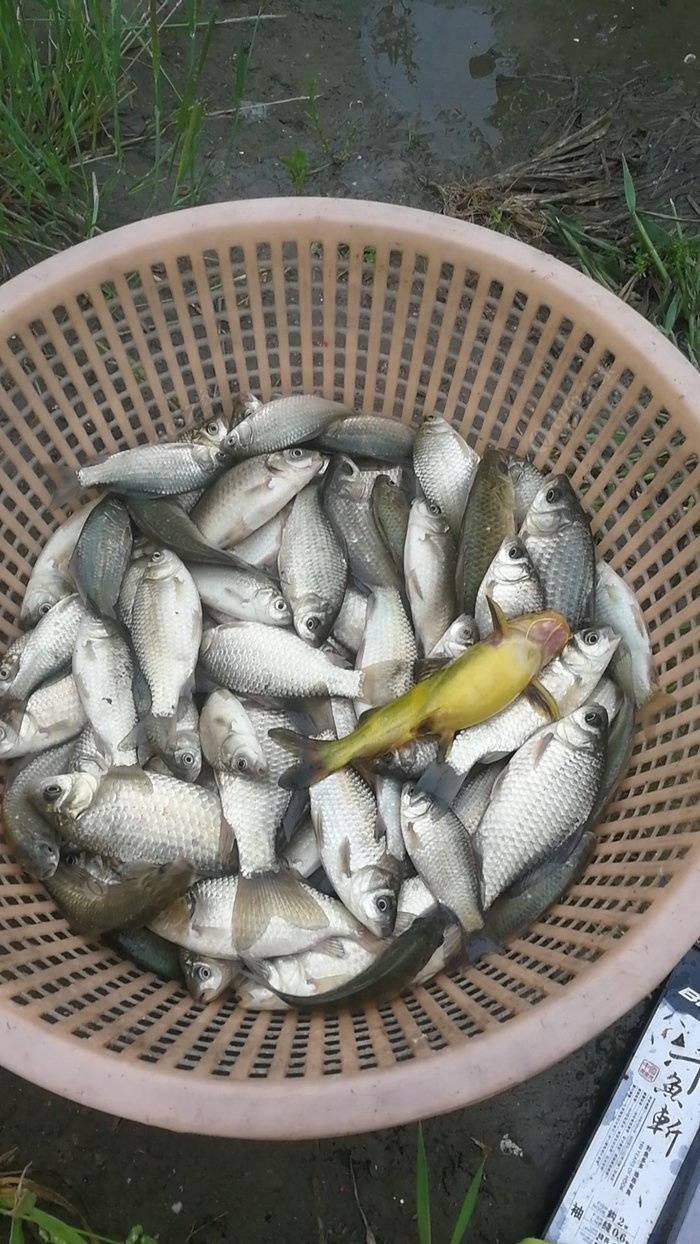 野河釣小鯽魚 釣魚之家餌料釣黃顙魚