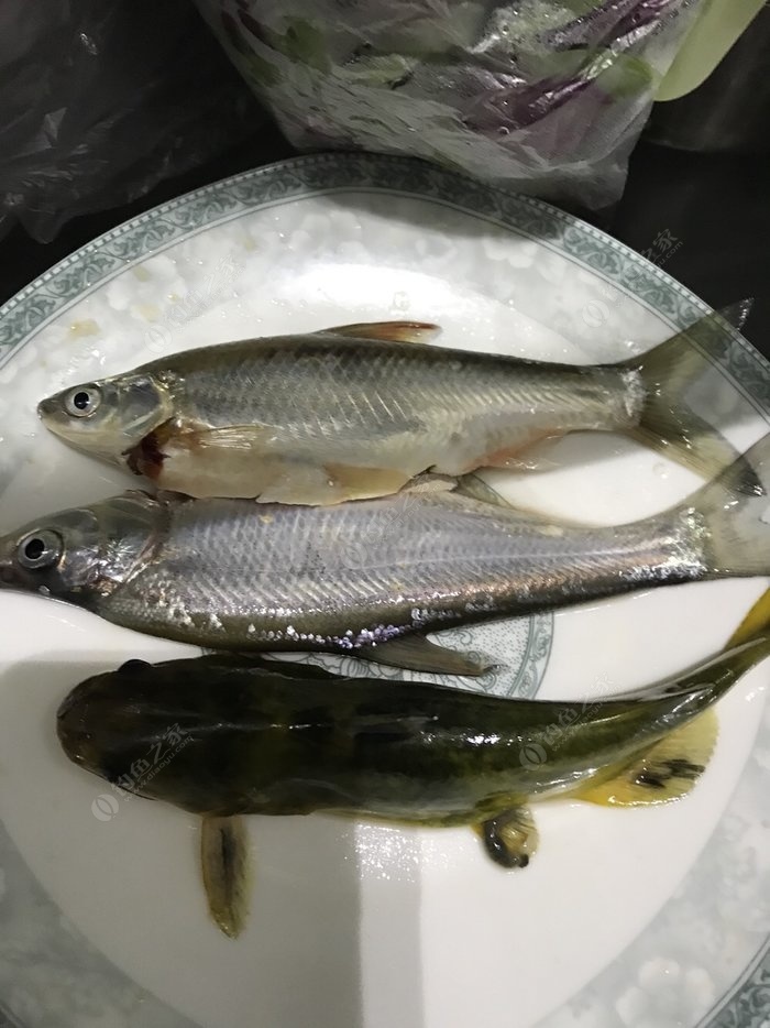 最上面那條是什麼魚