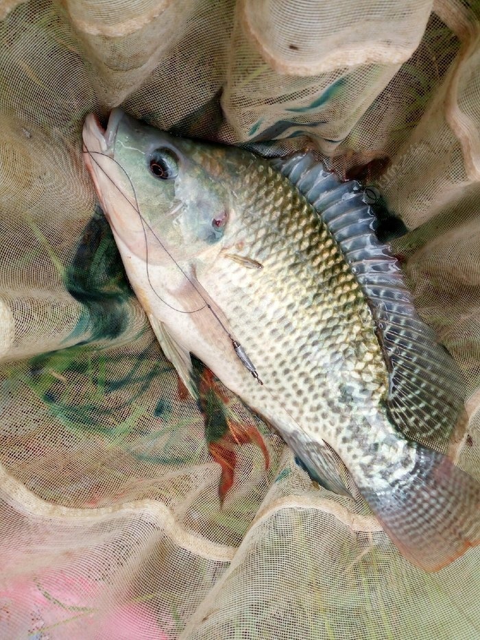 釣魚第一次釣到有想嘔噶感覺 龍王恨餌料釣羅非魚