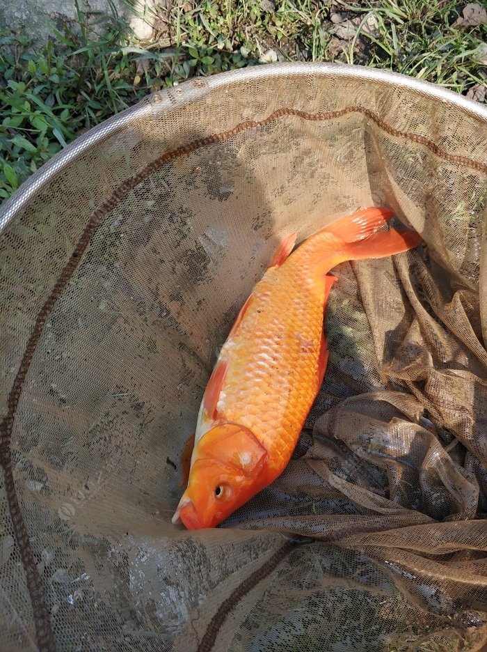 很漂亮的红鲤鱼,还有大肚子鲤鱼和白鲫,这个季节都带籽,忍不住手痒会