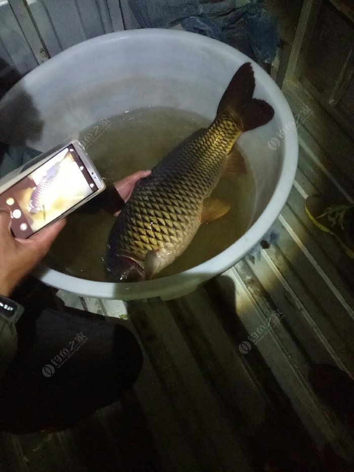 夜钓大战黄金鲤 老鬼饵料钓鲤鱼 