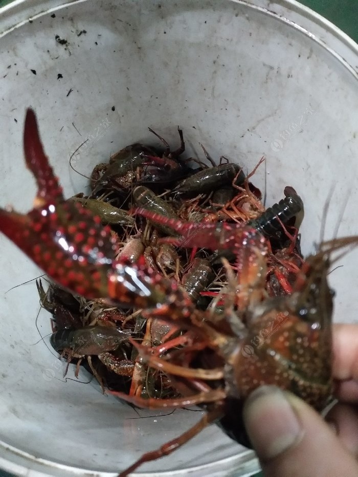 钓虾子野河沟钓大龙虾