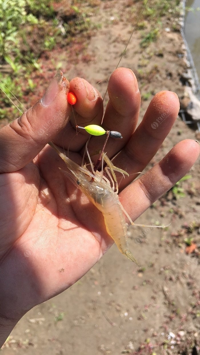 昨晚做的蝦鉤,今天魚麼釣到,果斷釣蝦