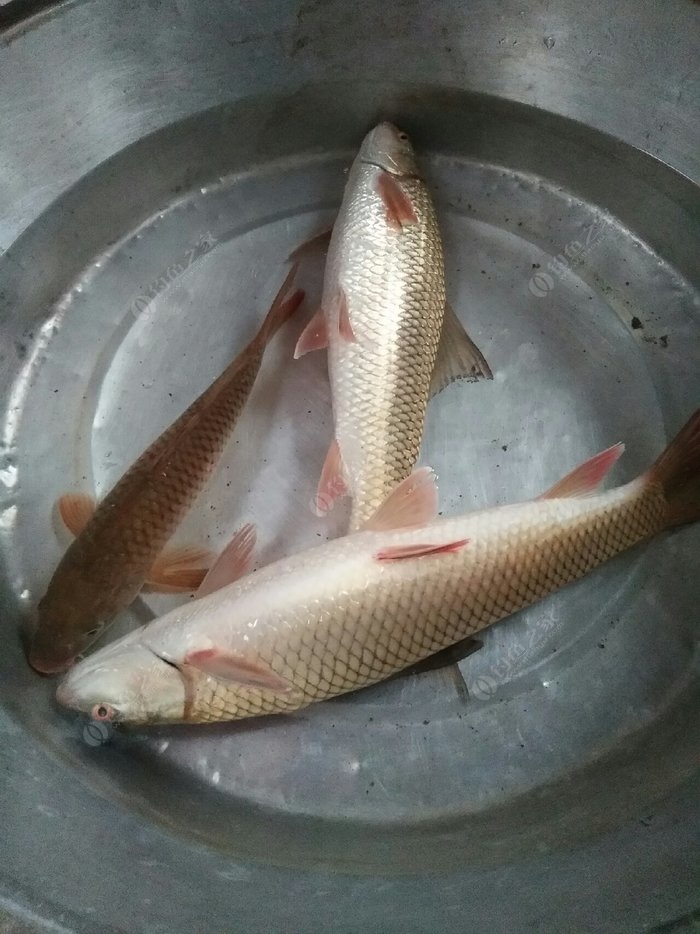 紅眼魚餌料 - 釣魚之家