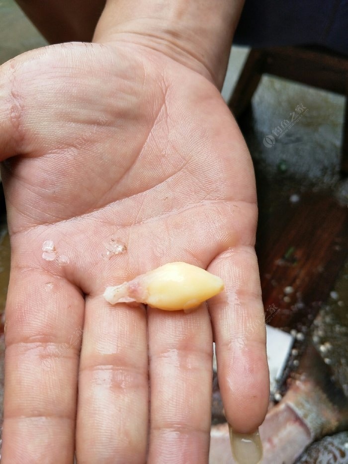 请问这个鲢鱼屁股端的黄色骨头是什么?