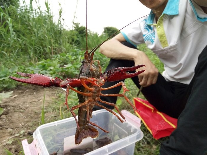 感谢同事老魏推荐的钓虾点