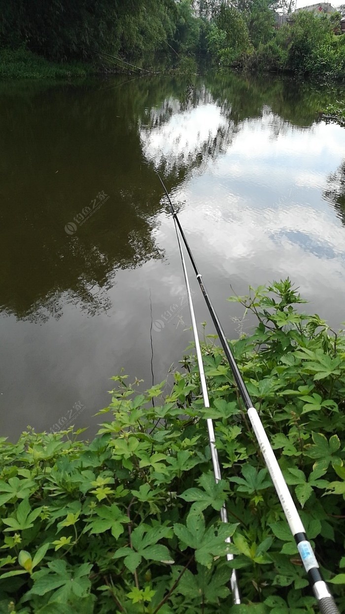 九龙坡大溪河钓鱼图片
