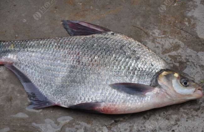 正方形的鱼叫什么名字图片