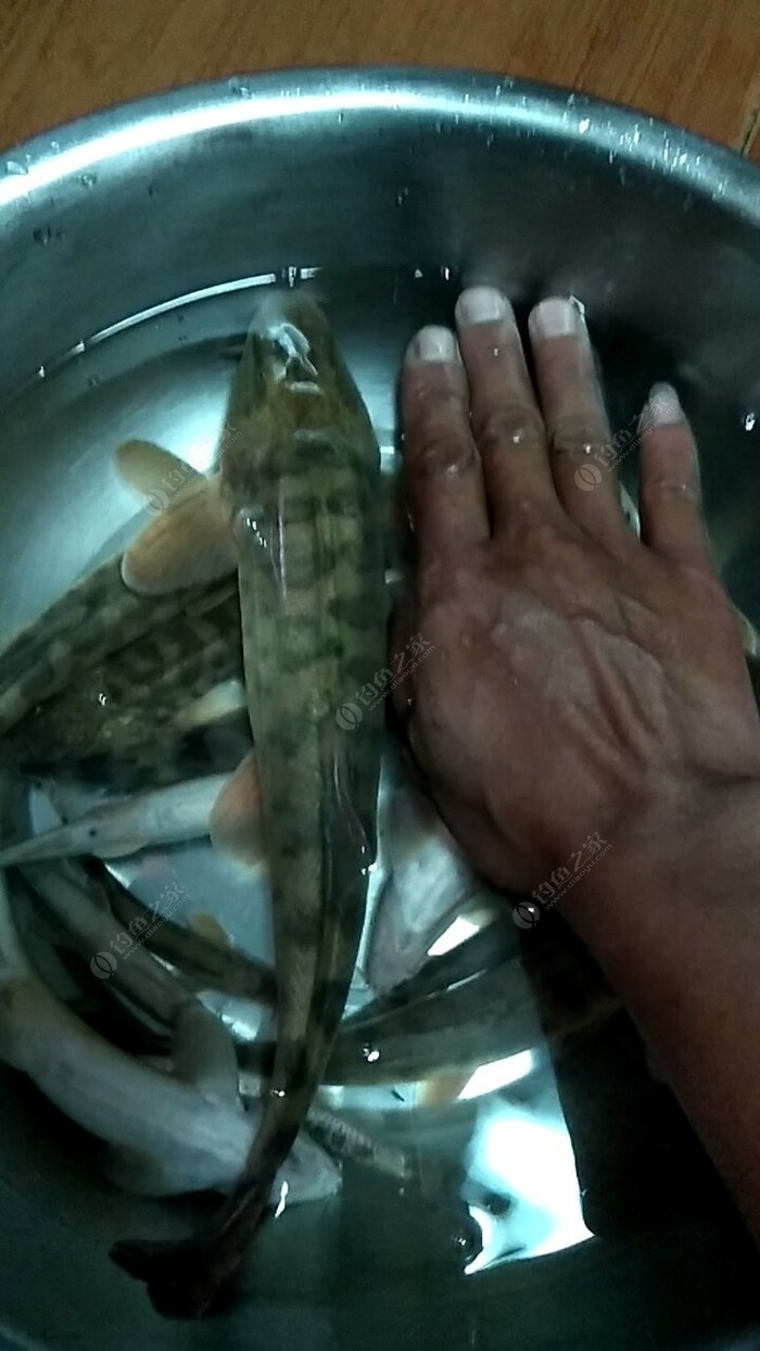 黄河沙狗鱼图片