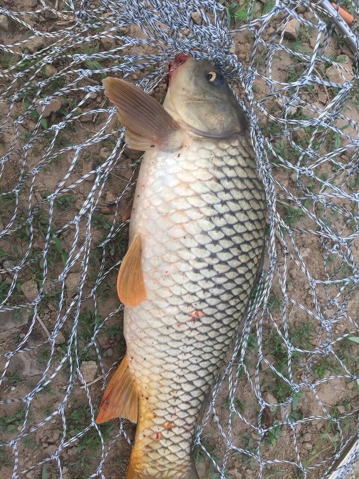 周末东戴河大风口水库游钓 自制饵料钓黄颡鱼 钓鱼之家