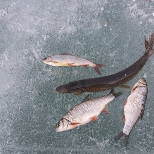 贝尔湖鱼图片