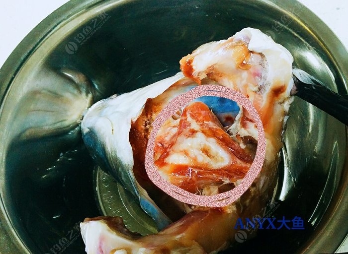 从鱼头与身体切开的断面就可以看到用红笔圈起来的位置,这是鱼牙的