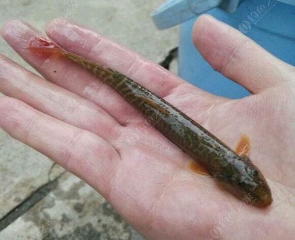 这是什么鱼?像泥鳅又不像 蚯蚓饵料钓黄颡鱼