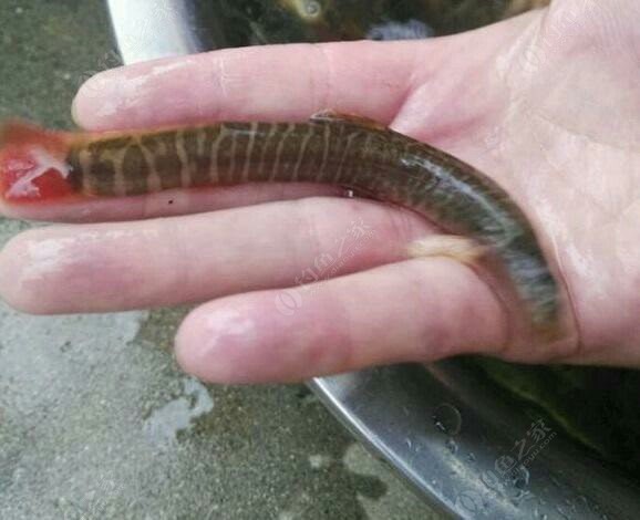 這是什麼魚?像泥鰍又不像 蚯蚓餌料釣黃顙魚