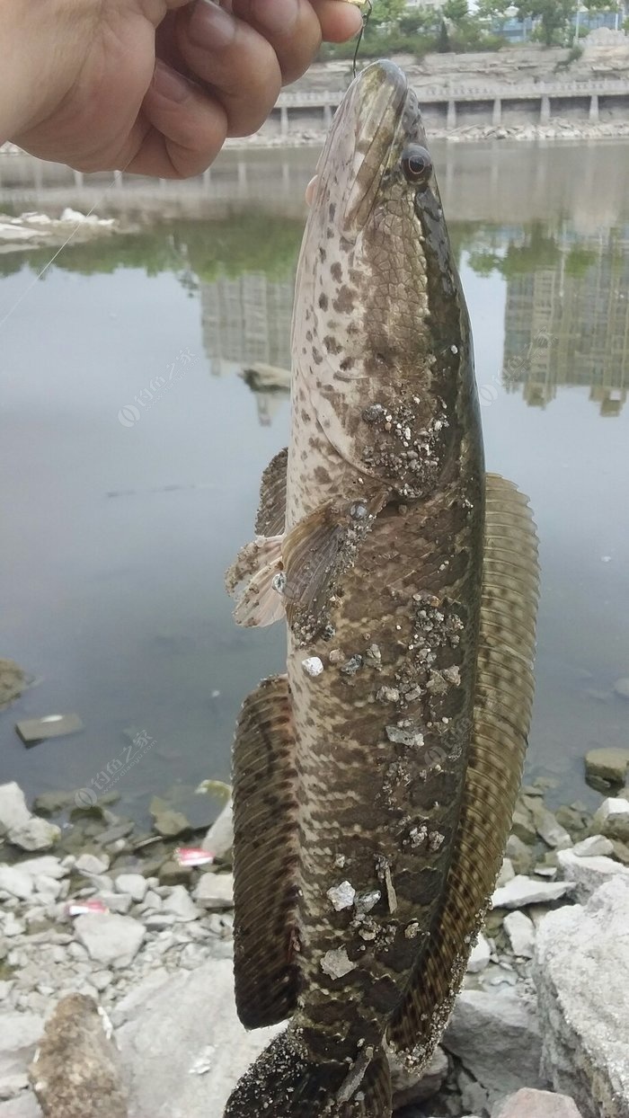 馬口竿也能釣黑魚