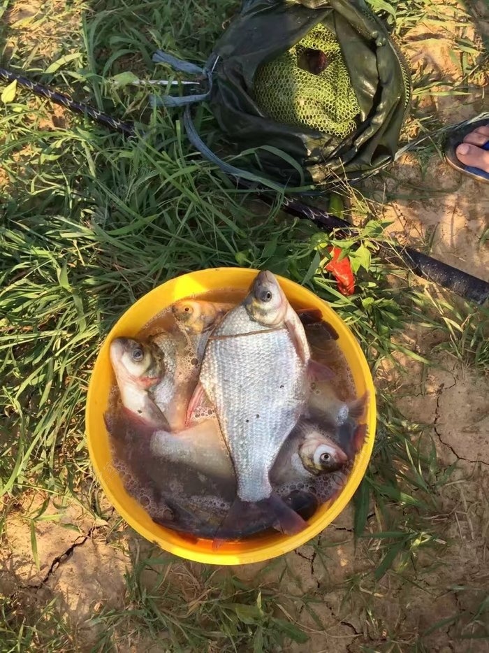 08:15 钓 场 升金湖湿地保护区 饵 料 自制饵料 鱼 种 草鱼