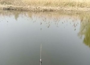 西塘钓鱼基地