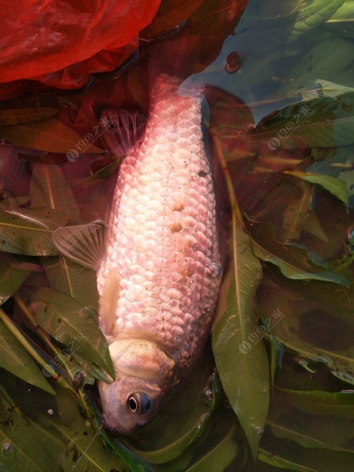 一下午就釣到一盤油炸魚