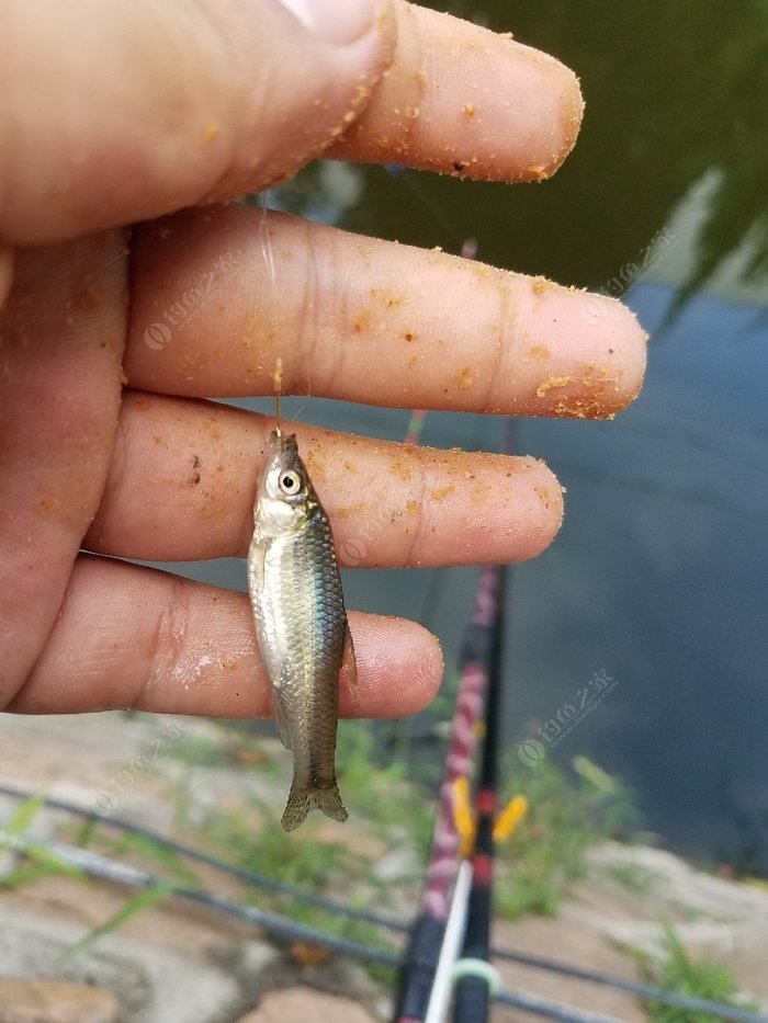 今天鱼起浮