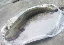 鱷魚王釣具