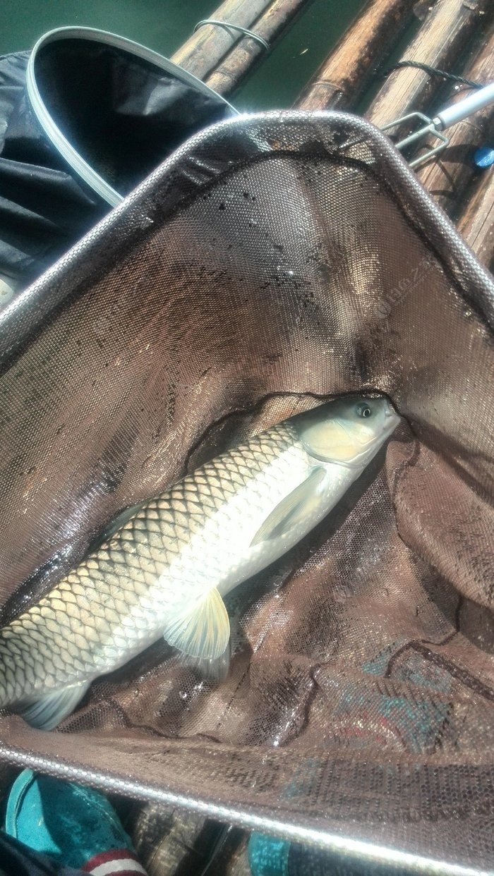 不在釣魚,就在去釣魚的路上之湖庫野釣