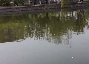 枫树坳水库