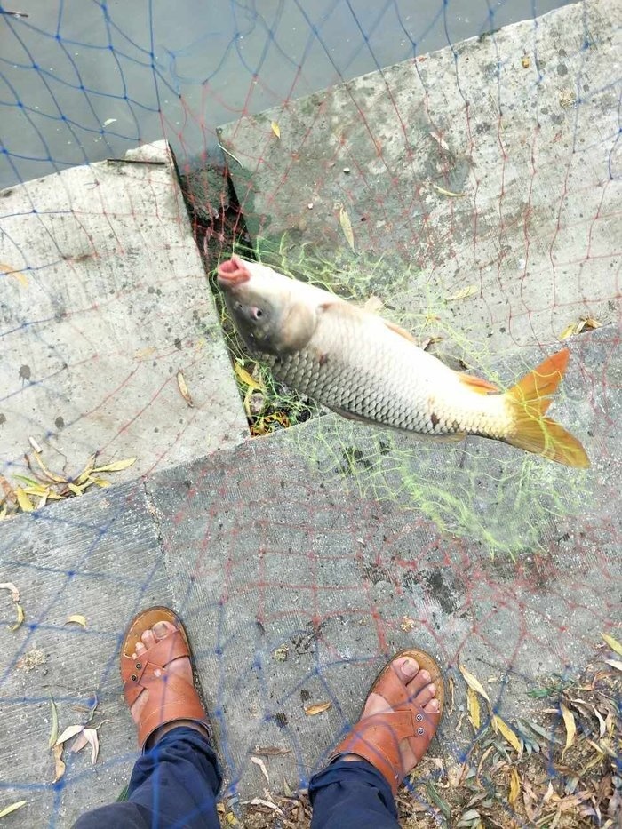 麻車村大河釣魚的進來報道