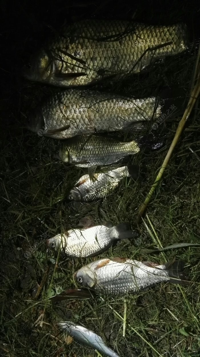 昨日暴雨之后,夜钓大板鲫!