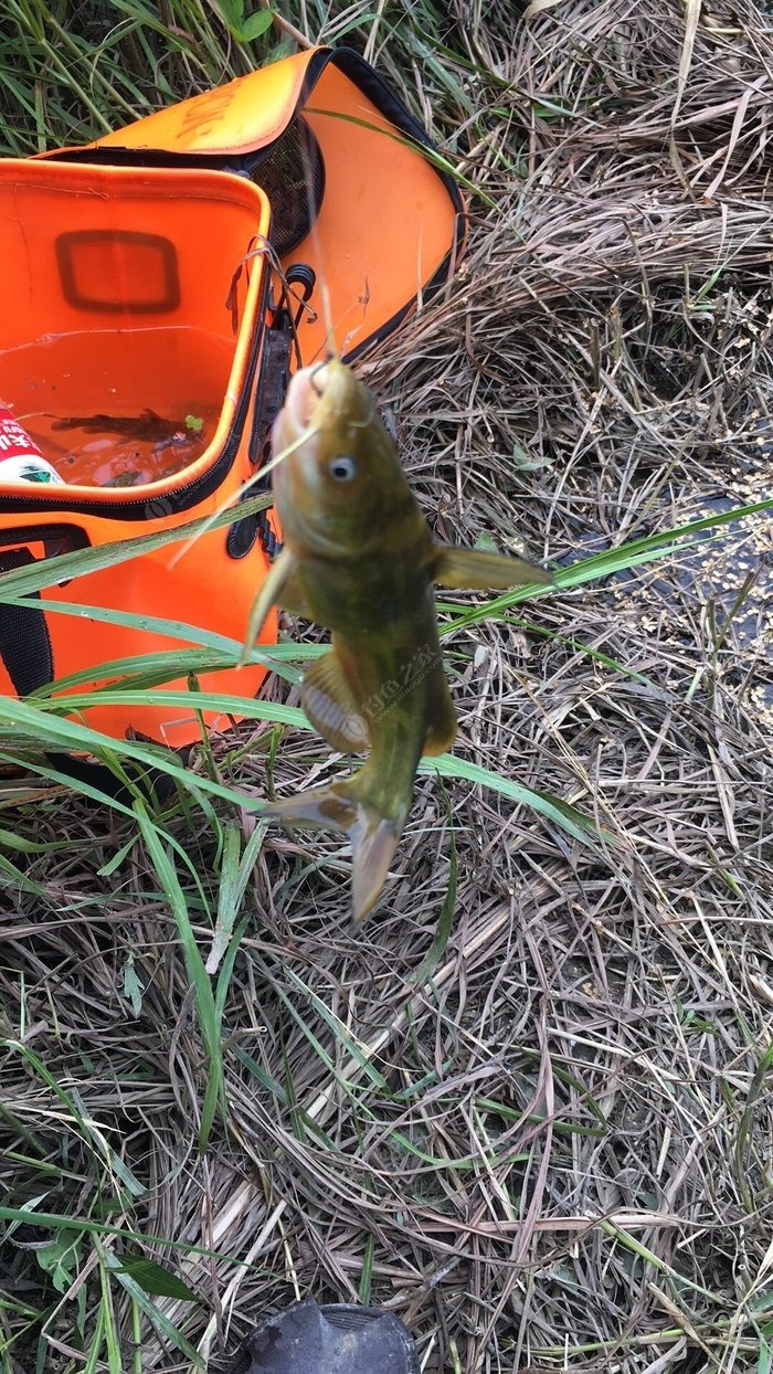 今天釣昂刺魚窩裡了 蚯蚓餌料釣鯿魚