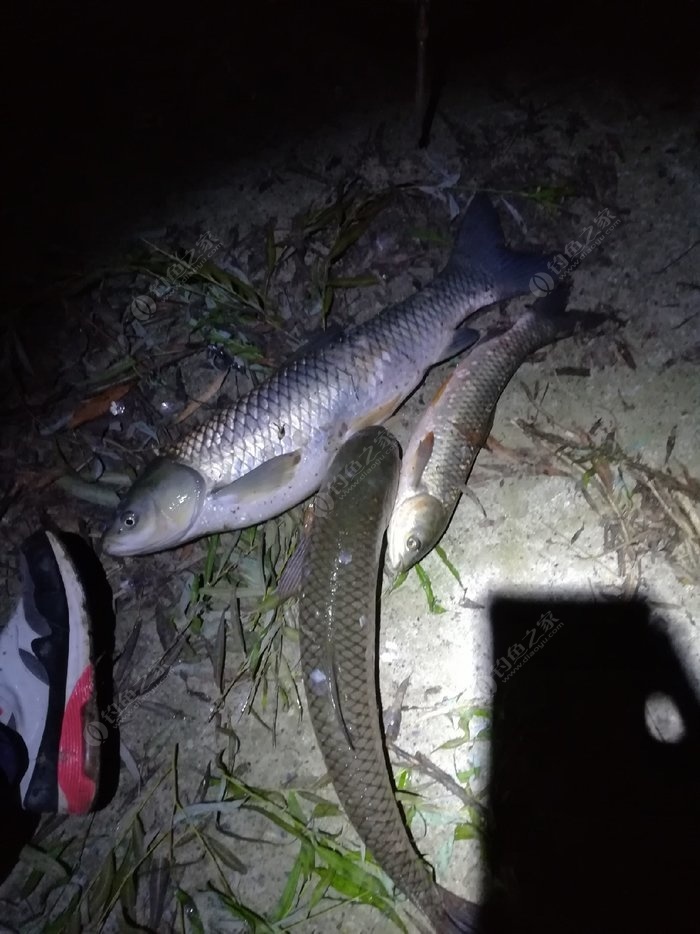 夜钓草鱼鱼获图片