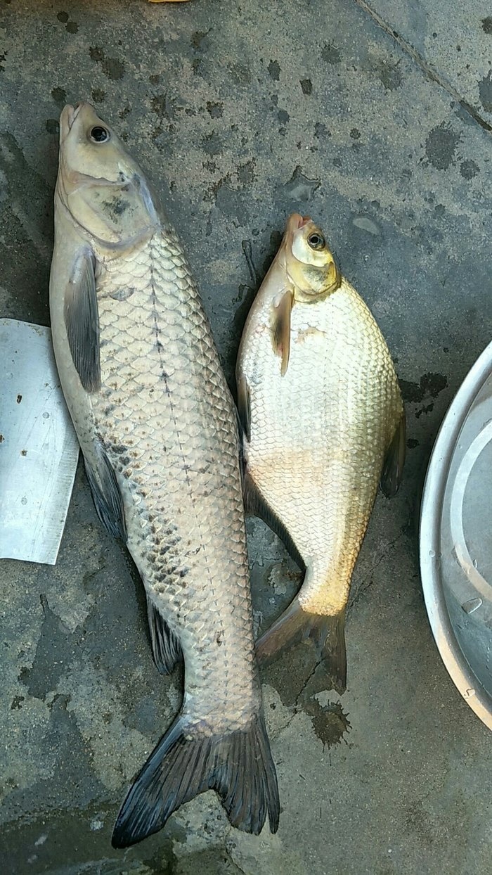 天熱!曬死人! 天元餌料釣鯿魚