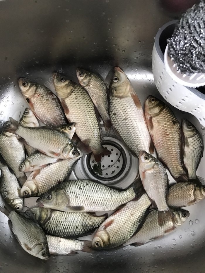 野釣鯽魚鯽魚