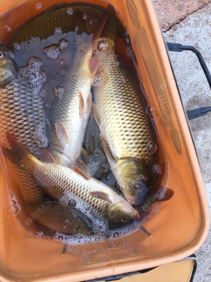 將釣魚人生進行到底 自制餌料釣黑魚