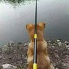 为钓鱼而愚