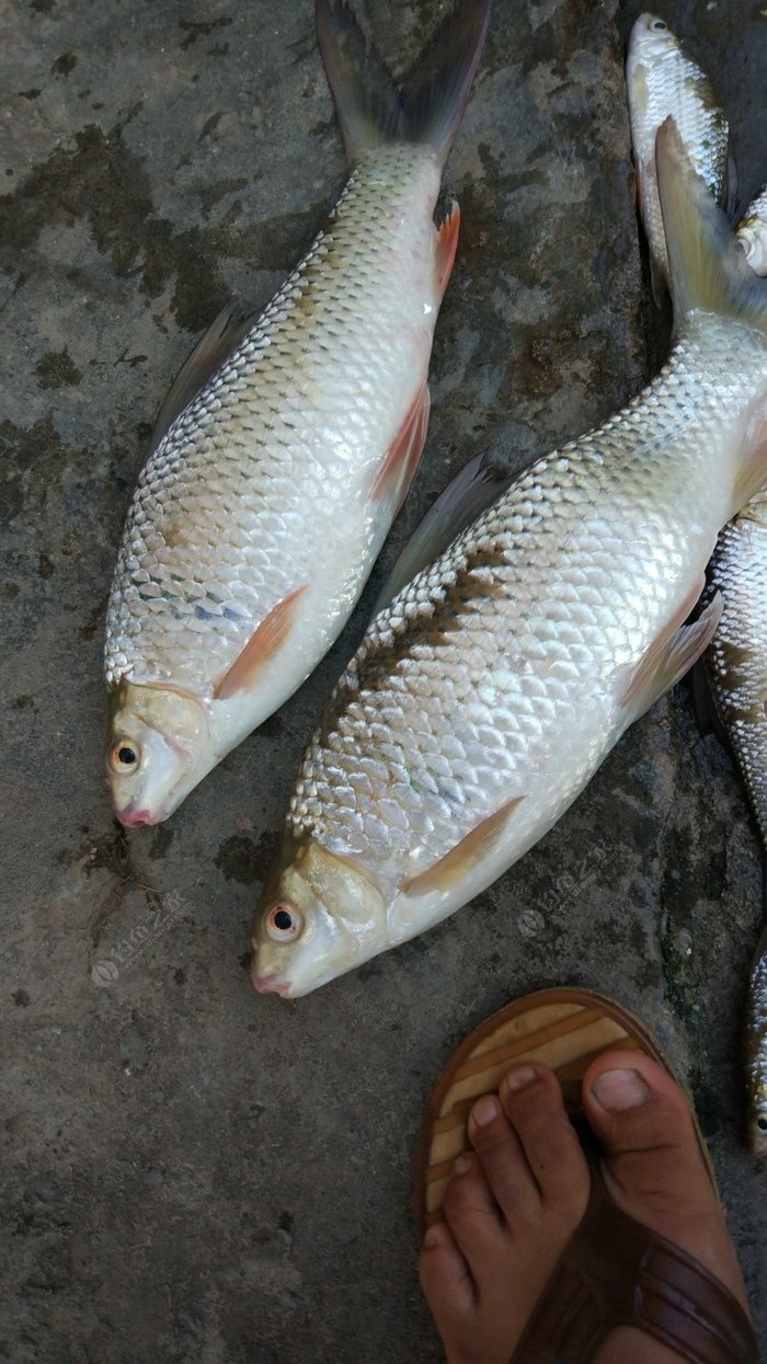 再現野生大土鯪 自制餌料釣鯪魚