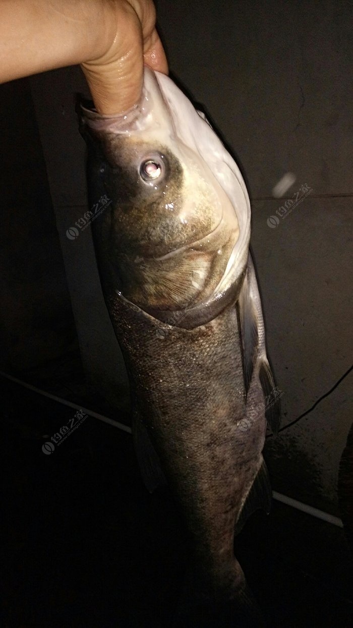 夜钓会宝岭南库,专攻花鲢 自制饵料钓鲢鳙鱼